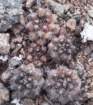 copiapoahumilis2_small.jpg