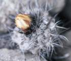 copiapoahumilis_small.jpg