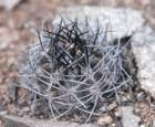 neoporteriataltalensis_small.jpg