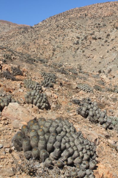 copiapoahaseltonianaeremophila2.jpg