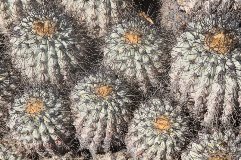 copiapoahaseltonianaeremophila5.jpg