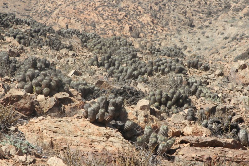 copiapoahaseltonianaeremophila6.jpg