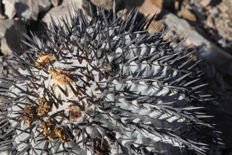 copiapoacinerea4.jpg