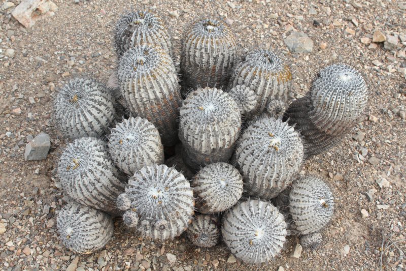 copiapoacinerea4.jpg