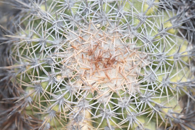 copiapoacinerescens.jpg