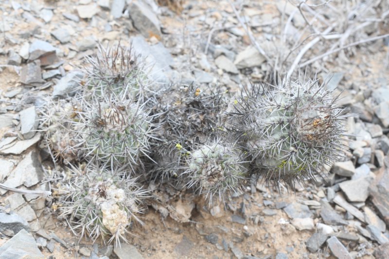 copiapoacalderana3.jpg