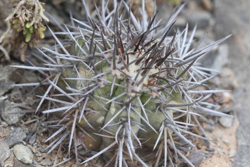 copiapoacalderana4.jpg