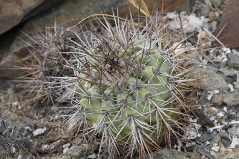 copiapoacalderana2.jpg