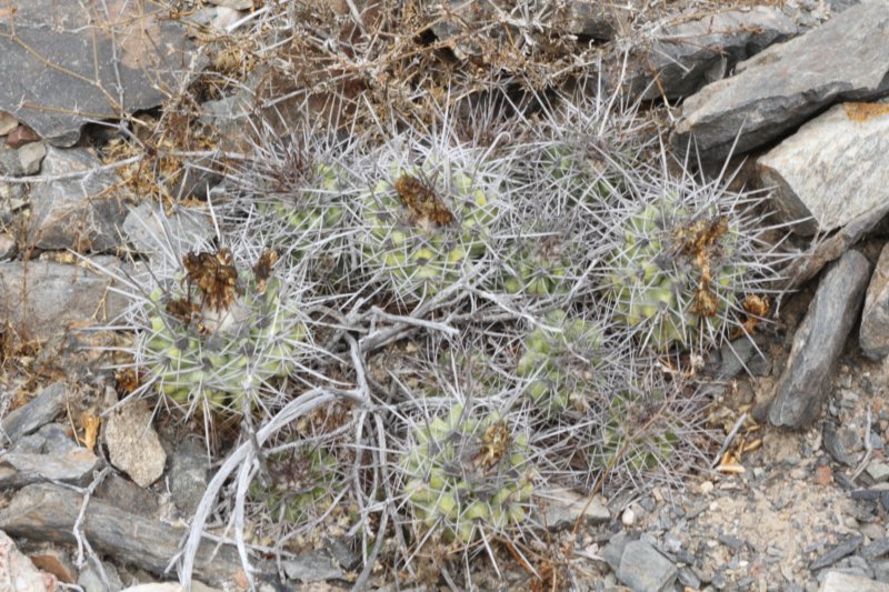 copiapoacalderana3.jpg