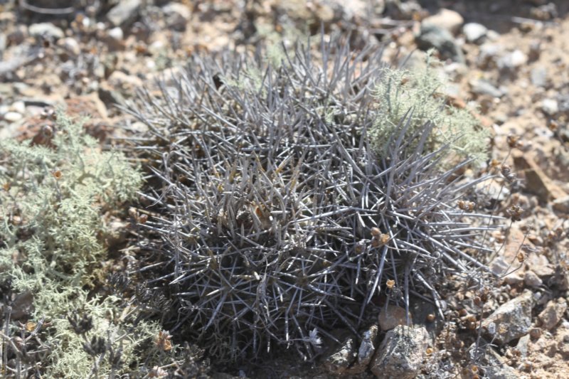 copiapoamegarhizavarechinata.jpg