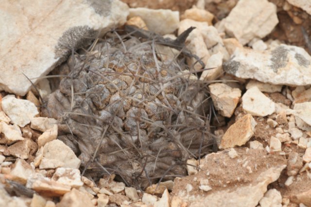 copiapoaechinoides.jpg