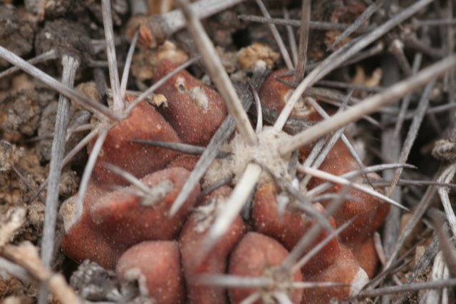 copiapoaechinoides3.jpg