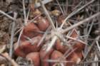 copiapoaechinoides3_small.jpg