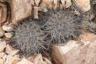 copiapoaechinoidescs60_small.jpg