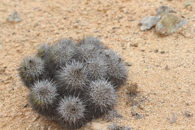 copiapoamegarhizavarborealis.jpg