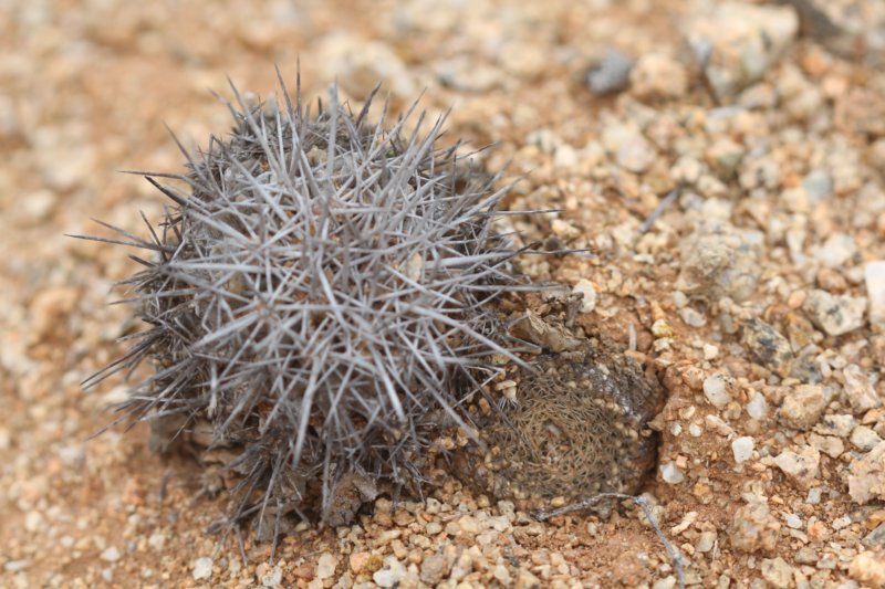 copiapoamegarhizavarborealisleftneoporteriaodieriright.jpg