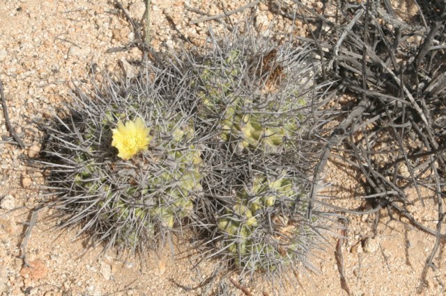 copiapoacoquimbana.jpg