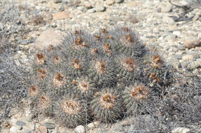 copiapoacoquimbana2.jpg