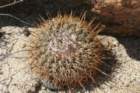 copiapoacoquimbana4_small.jpg