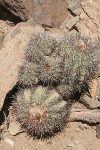 copiapoacoquimbanadomeykoensis.jpg