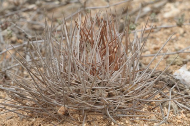 neoporteriaheinrichiana2.jpg