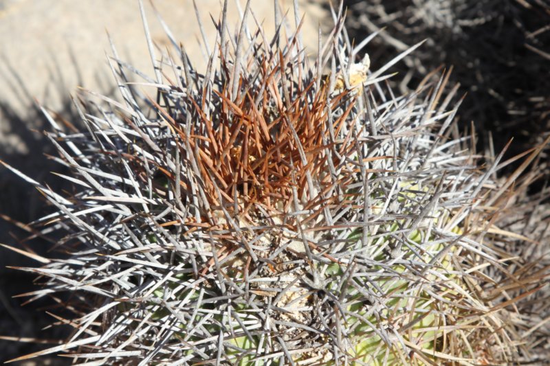 copiapoacoquimbanaandina3.jpg