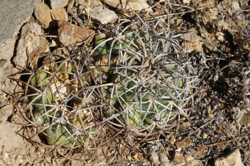 copiapoacoquimbanaandina5.jpg