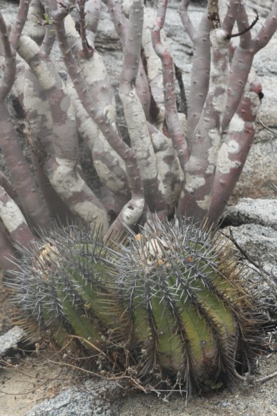 copiapoamarginata.jpg