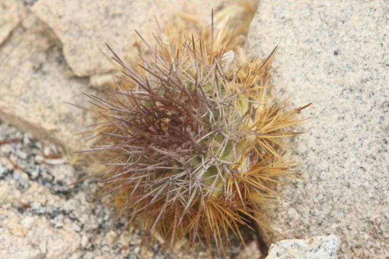 copiapoamarginata2.jpg