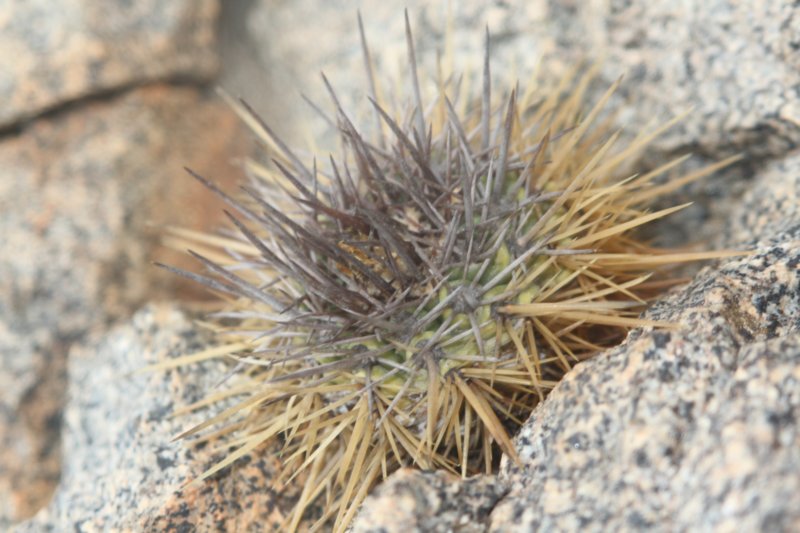 copiapoamarginata4.jpg