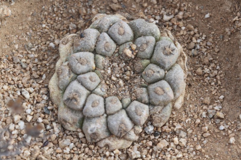 copiapoahypogea.jpg