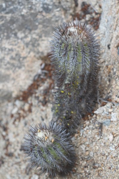 copiapoamarginata.jpg