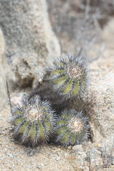 copiapoamarginata3.jpg