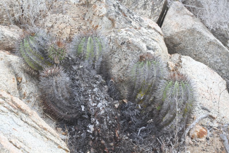 copiapoamarginata2.jpg