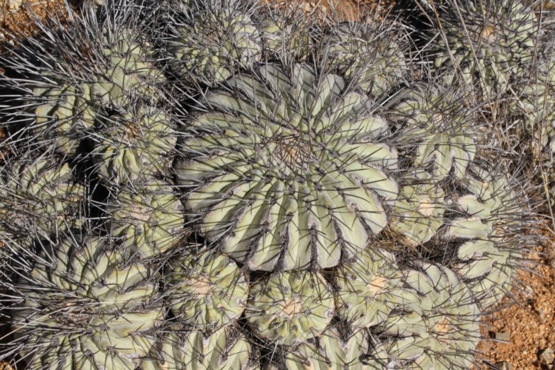 copiapoadealbata.jpg