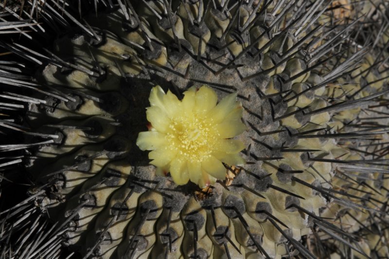 copiapoadealbata3.jpg