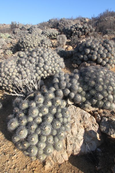 copiapoadealbata6.jpg