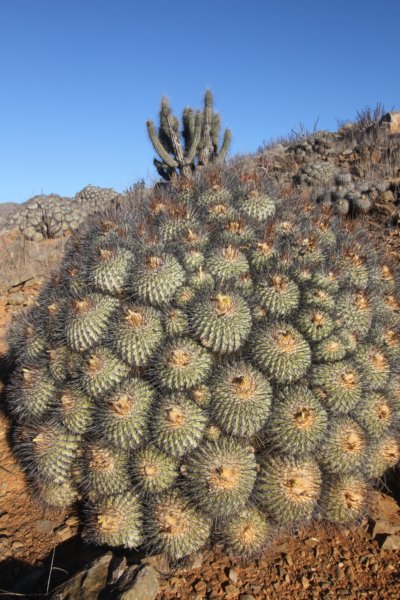 copiapoadealbata8.jpg