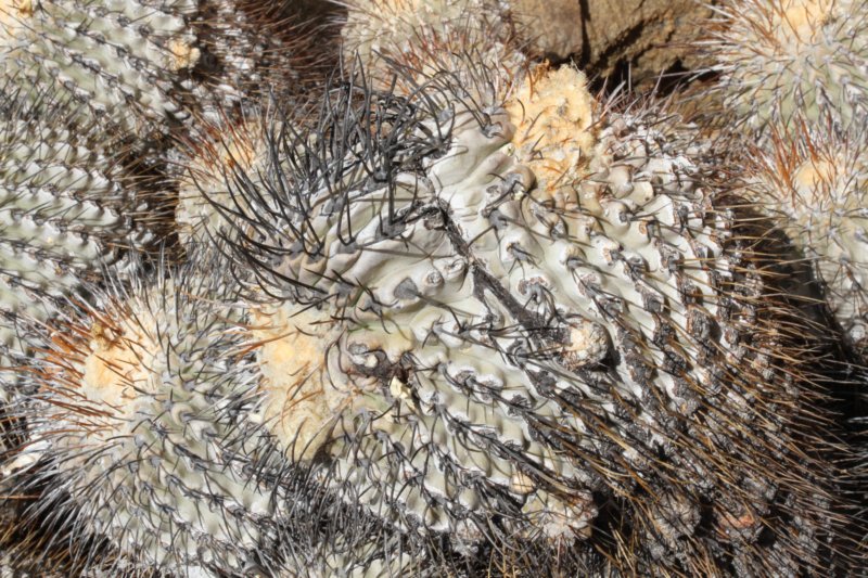 copiapoadealbata.jpg