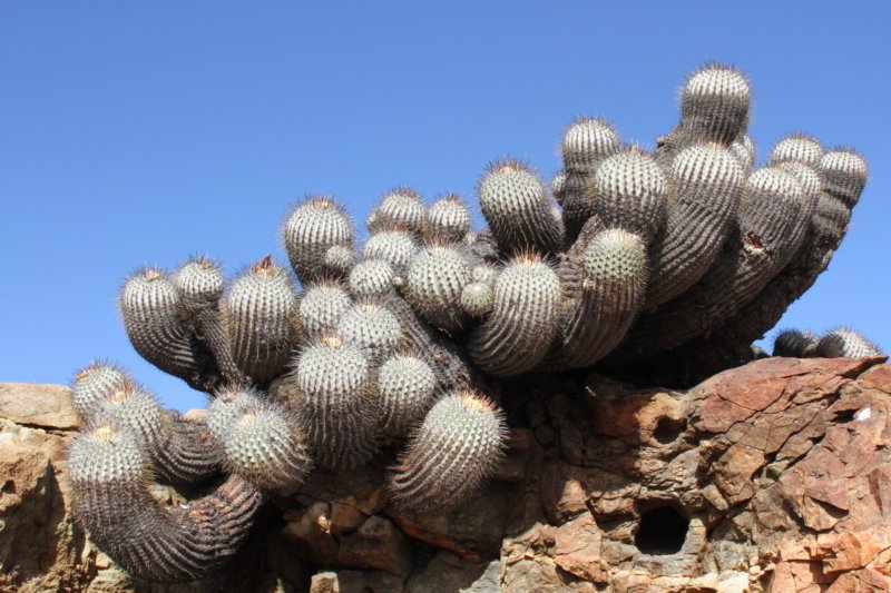 copiapoadealbata2.jpg