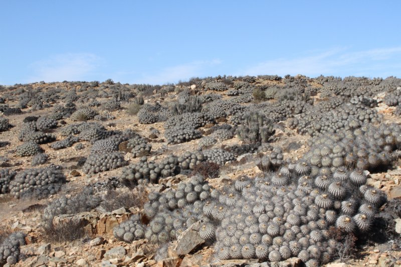 copiapoadealbata3.jpg