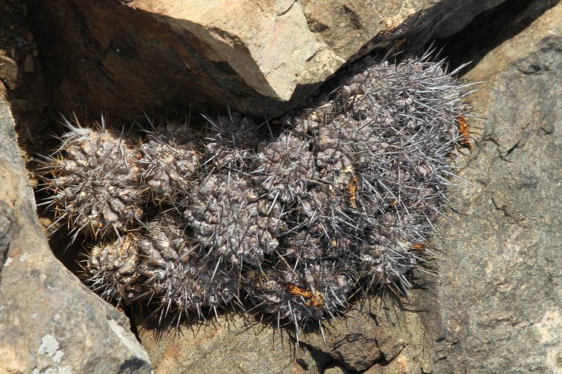 copiapoamegarhizavarechinata.jpg