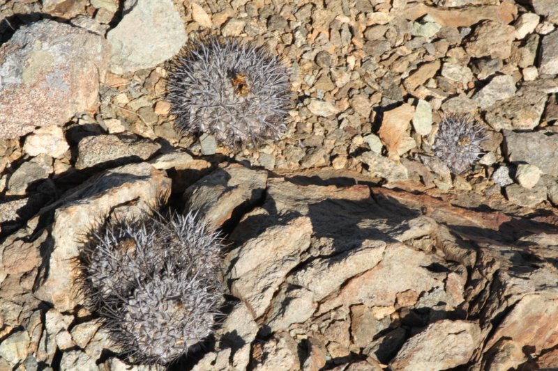 copiapoamegarhizavarechinata3.jpg