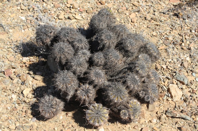 copiapoaechinoidescuprea4.jpg