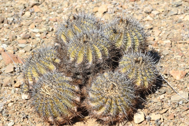 copiapoaechinoidescuprea5.jpg