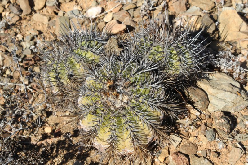 copiapoaechinoidescuprea6.jpg