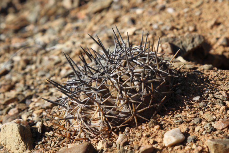 copiapoaechinoidescuprea9.jpg