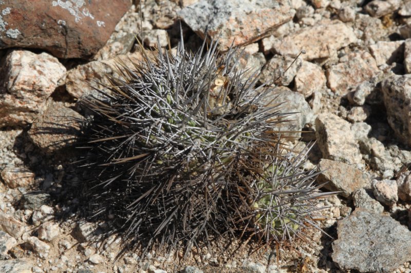 copiapoamegarhizavarborealisctotoralensisritter.jpg