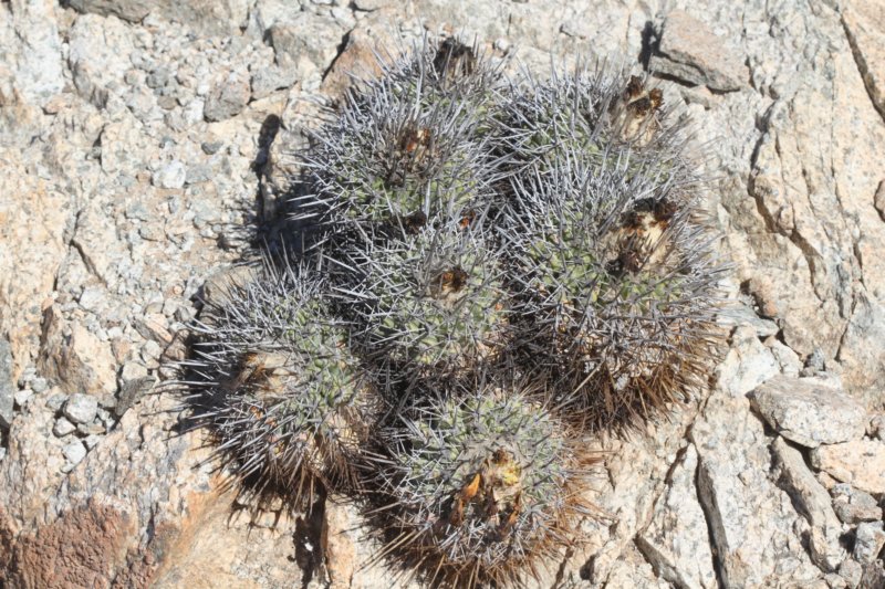 copiapoamegarhizavarborealisctotoralensisritter3.jpg