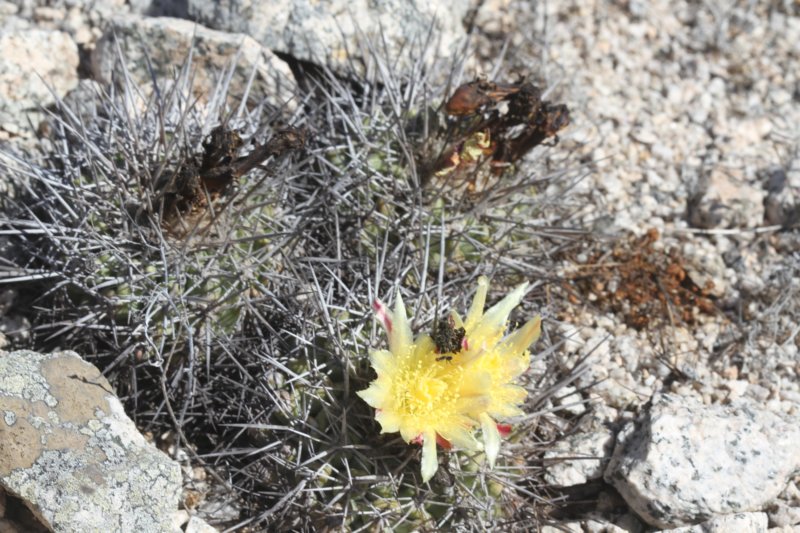 copiapoamegarhizavarborealisctotoralensisritter6.jpg